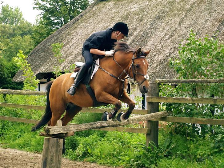 New Forest Urbie boy - spring tregning d 21 juli foto: mk-foto.gallerisider.dk billede 10