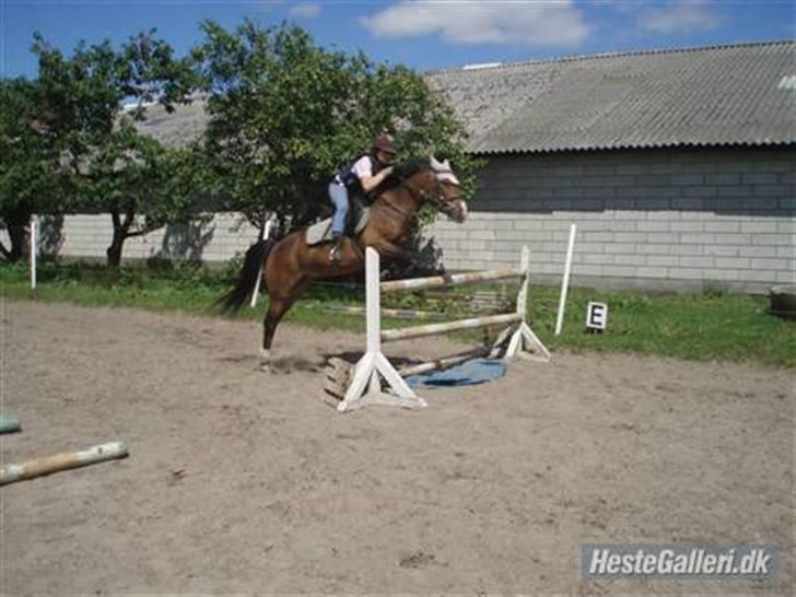 Anden særlig race Zorba<3 - springer 110 ved den gamle ejer:-) mig som sidder på ham første spring tur;) billede 1