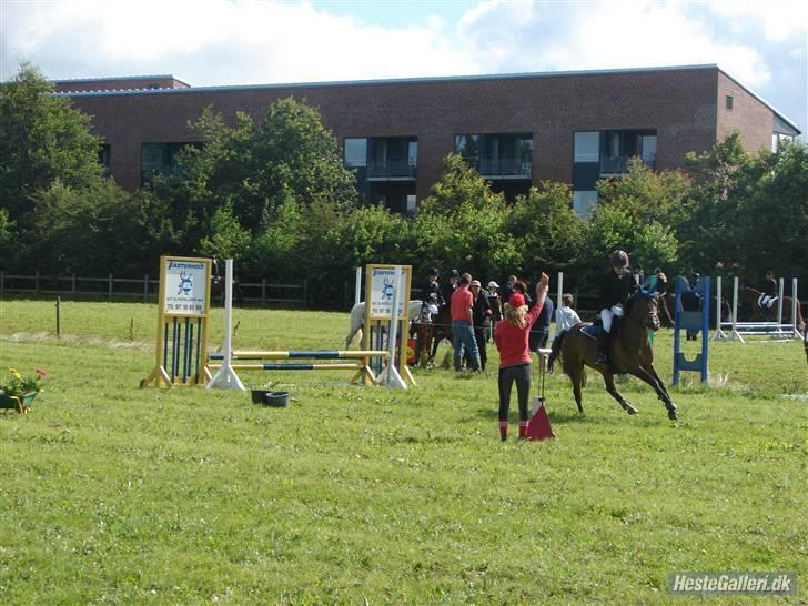 Anden særlig race Zorba<3 - fuld galop:-) billede 6