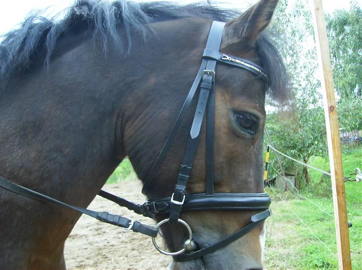 Anden særlig race Zorba<3 - <3 billede 8