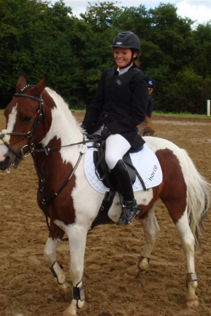 Pinto Amigo  - han spiller lige lidt smart inden han skal i gang :b billede 12