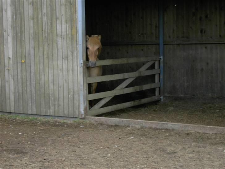 Islænder venus fra gjerstruhale - så kom svale til verden og venus er meget glad  billede 8