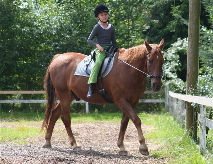 Hannoveraner Gaston - Hun er nybegynder billede 11