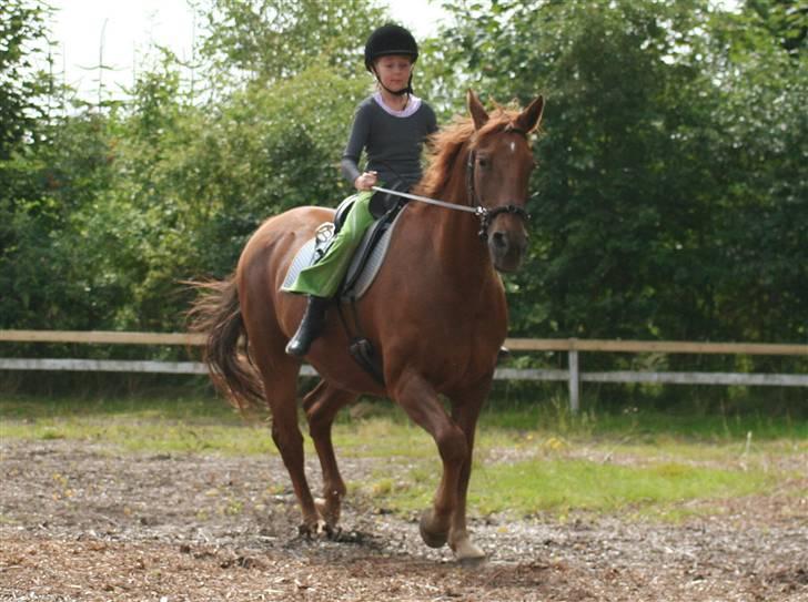 Hannoveraner Gaston billede 12