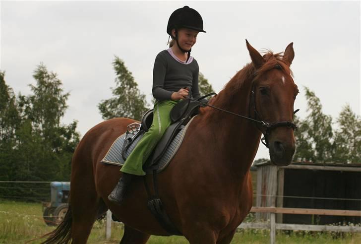 Hannoveraner Gaston - De har det bare godt sammen :-D billede 13