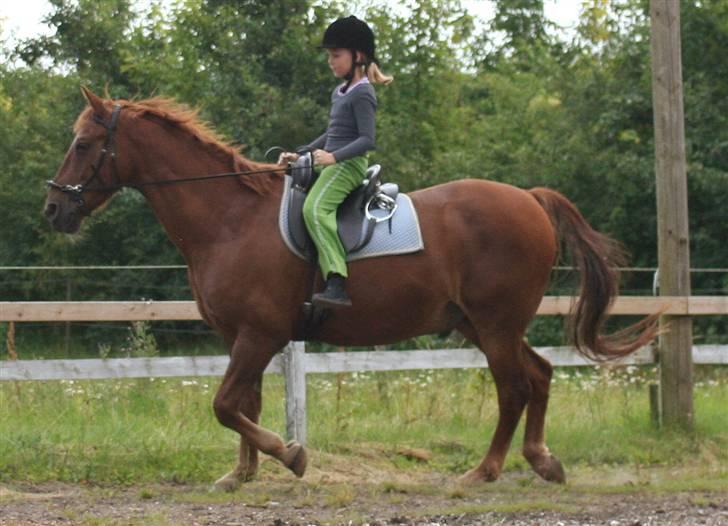 Hannoveraner Gaston billede 14