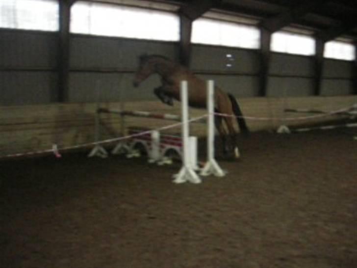 Dansk Varmblod Jeaton (aflivet) billede 18