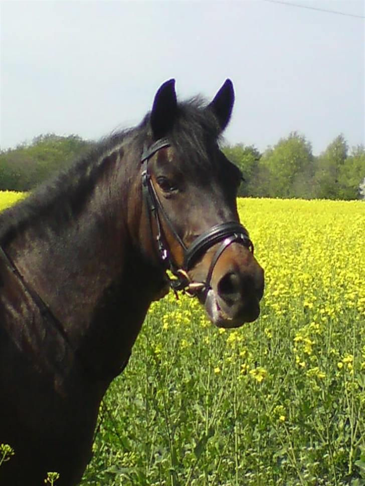 New Forest Angelique<3 R.I.P  - velkommen til Angelique´s profil<3 smid gerne bedømmelse og kommentar:) billede 1