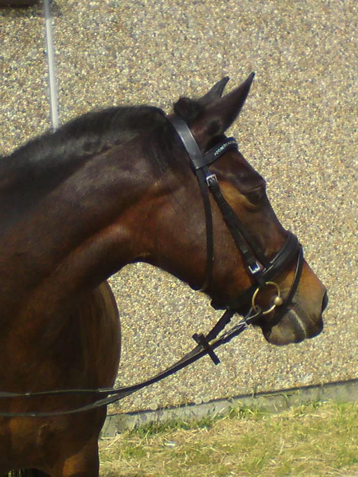 New Forest Angelique<3 R.I.P  - dejlig pony!!<3 billede 2