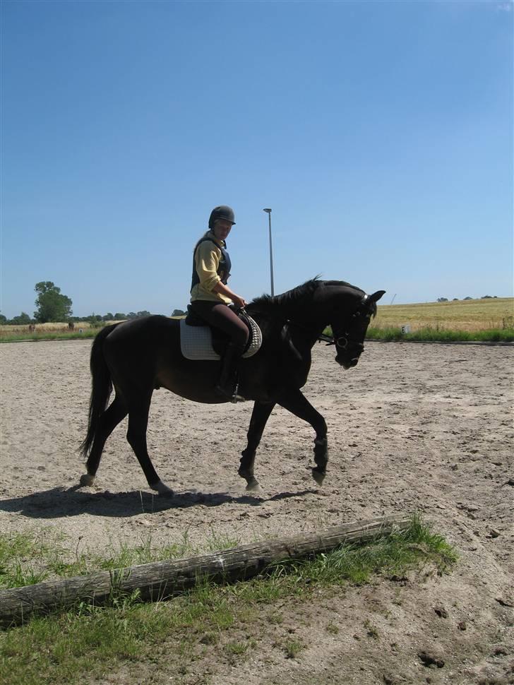 Holstener Cavallier - Dejligt vejr til at ride en fantastisk hest i <3 billede 5