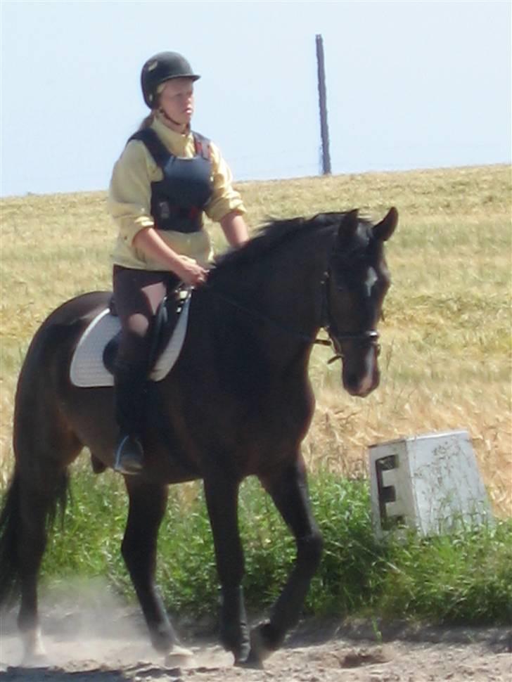 Holstener Cavallier - Elsker at ride på dig, min ven<3 billede 6