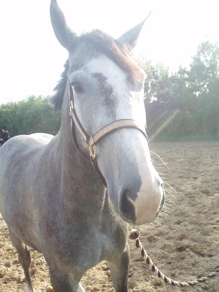 Hollandsk Varmblod Flying Dutch Boy - så blev jeg fandet :( der var en som lige sys det var sjovt og tage billeder af mig mens jeg var fri  ik Annemette billede 8