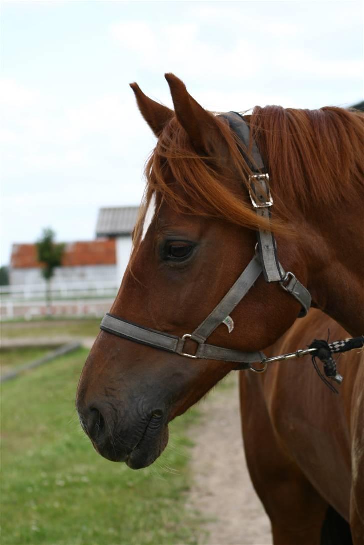 Anden særlig race Hudson SOLGT - Han er mt lyspunkt på hele dagen<3 billede 11