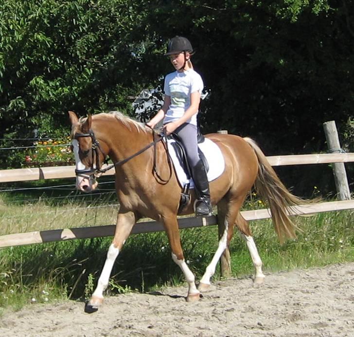 DSP Friis Jesse Bell  - Træning i Juli billede 18