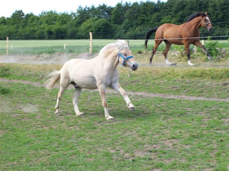 Fjordhest Lyrik Godthaab  - Lyrik løber om kap med Witango. Bid mærke i at de er i fuldstændig samme moment ;) juni 08 billede 14