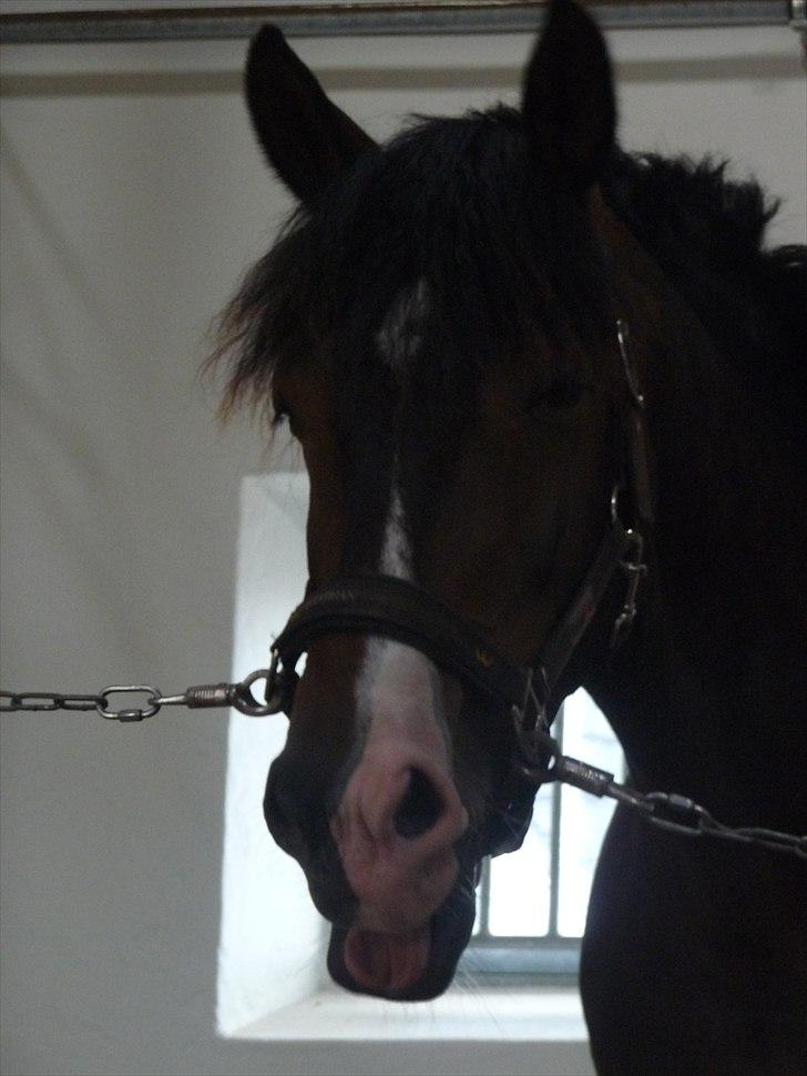 New Forest Margo  - jeg savner dig grimme... .Fotograf: mig billede 8