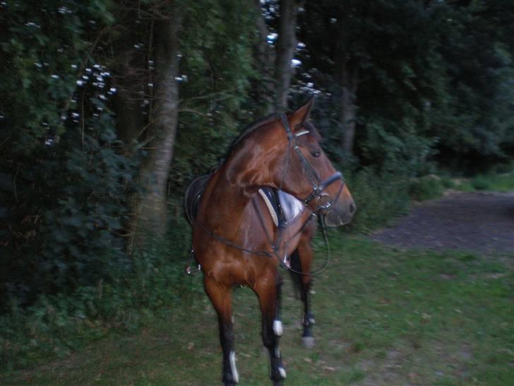 Anden særlig race STAR-LIGHT <3 solgt :'(   billede 9