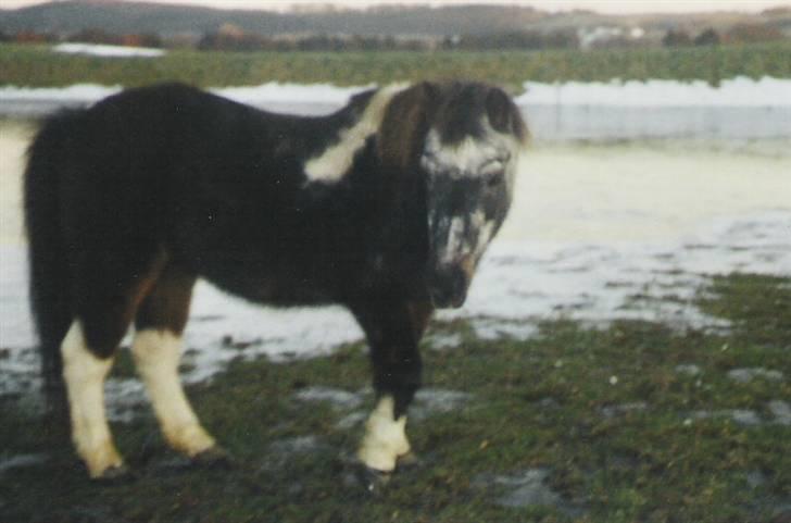 Anden særlig race LUNA <3 R.I.P. billede 1