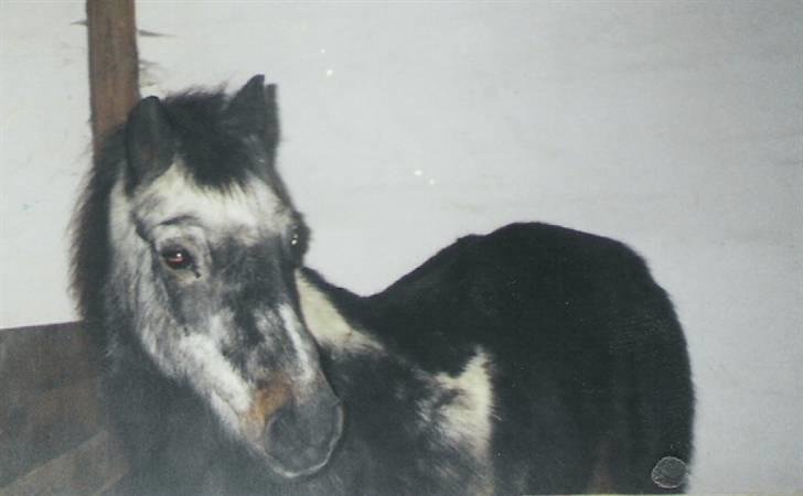 Anden særlig race LUNA <3 R.I.P. billede 2