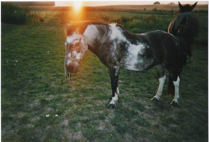 Anden særlig race LUNA <3 R.I.P. billede 3