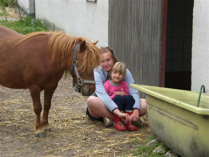 Shetlænder Ranaldi *SOLGT* billede 16