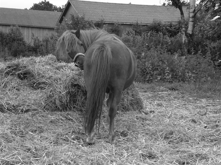 Shetlænder Ranaldi *SOLGT* billede 17