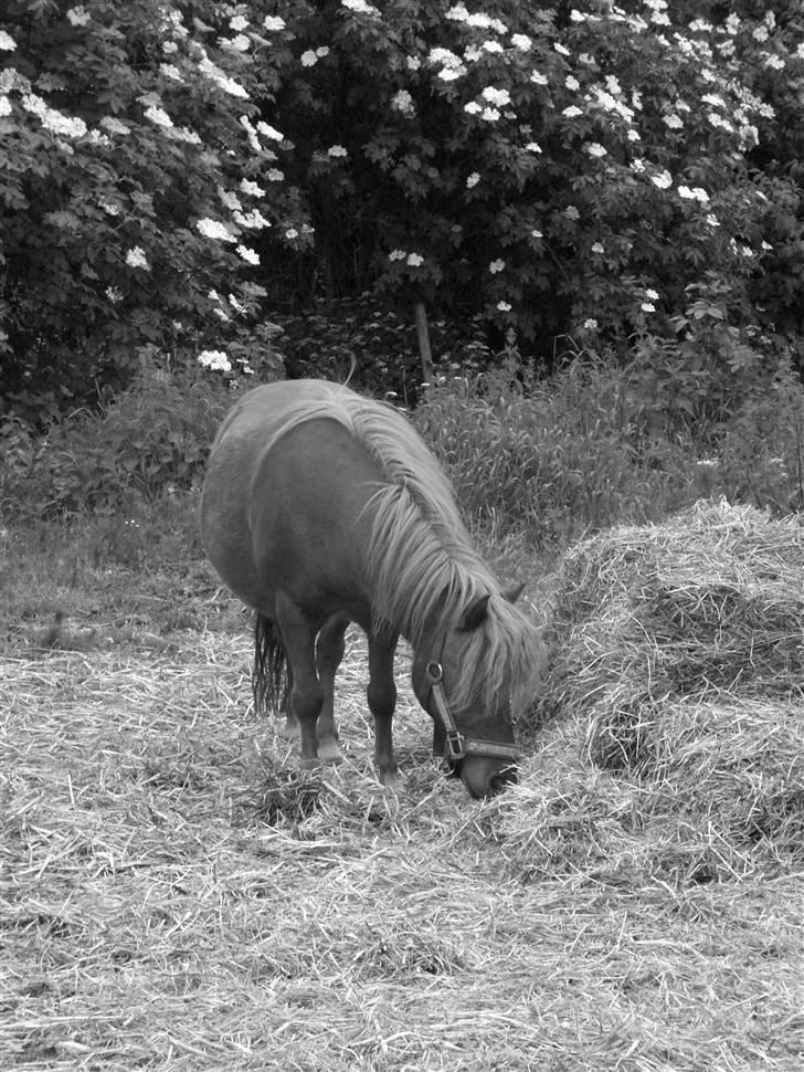 Shetlænder Ranaldi *SOLGT* billede 18