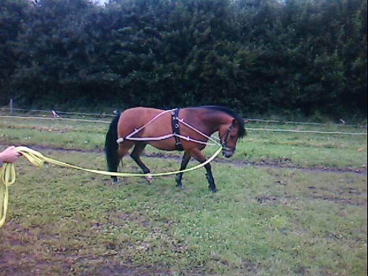 New Forest Texas (Solgt) - Texas med en Pessoa line :P billede 7