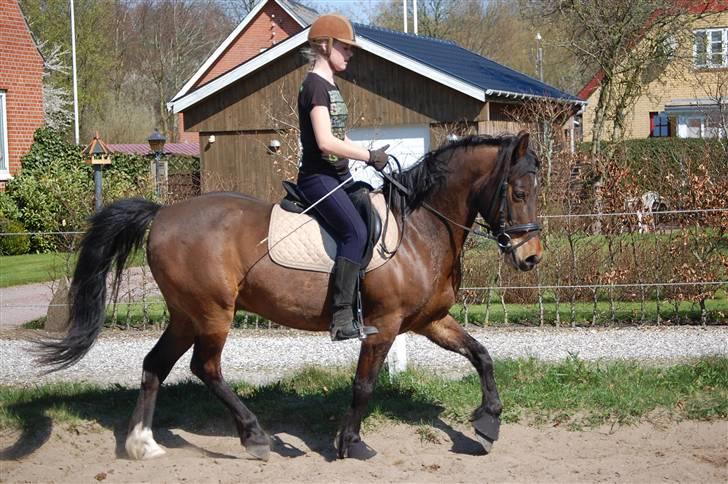 Welsh Cob (sec D) Jumper. - velkommen til jumpers profil:), håber i vil give en stemme og en kommentar?  billede 1