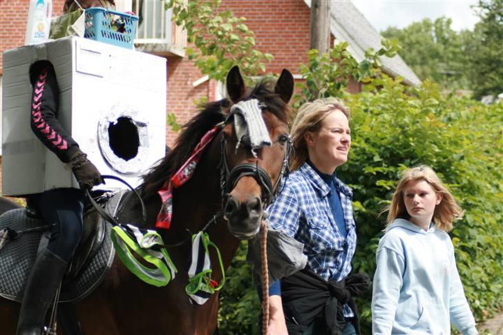 Welsh Cob (sec D) Jumper. - optog!!  billede 5