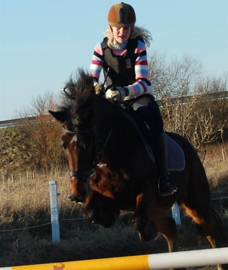 Welsh Cob (sec D) Jumper. - spring:D billede 6