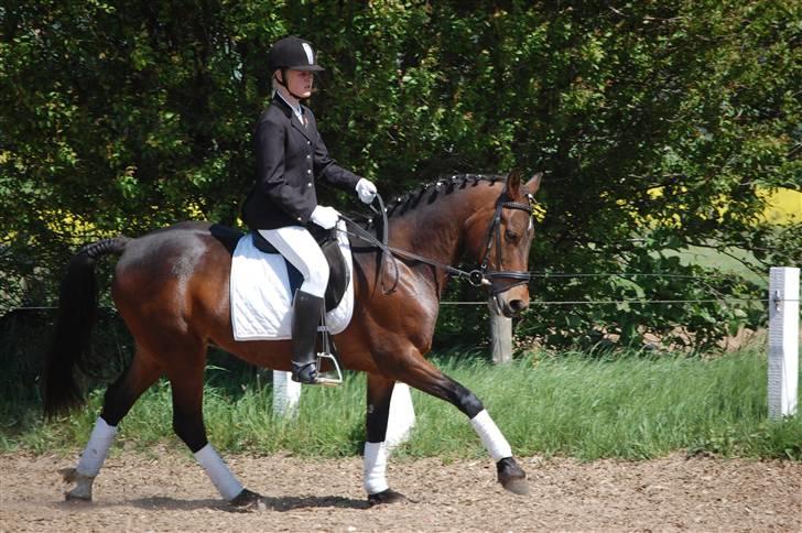 Welsh Cob (sec D) Jumper. - stevne i NBSR lc3. red til 69,5 :D billede 8