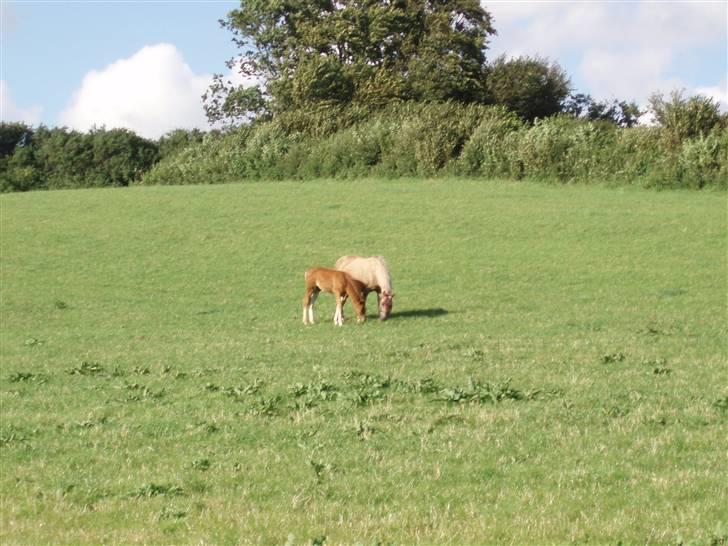 Anden særlig race R.I.P. Blondie ll - på engen. :) billede 5