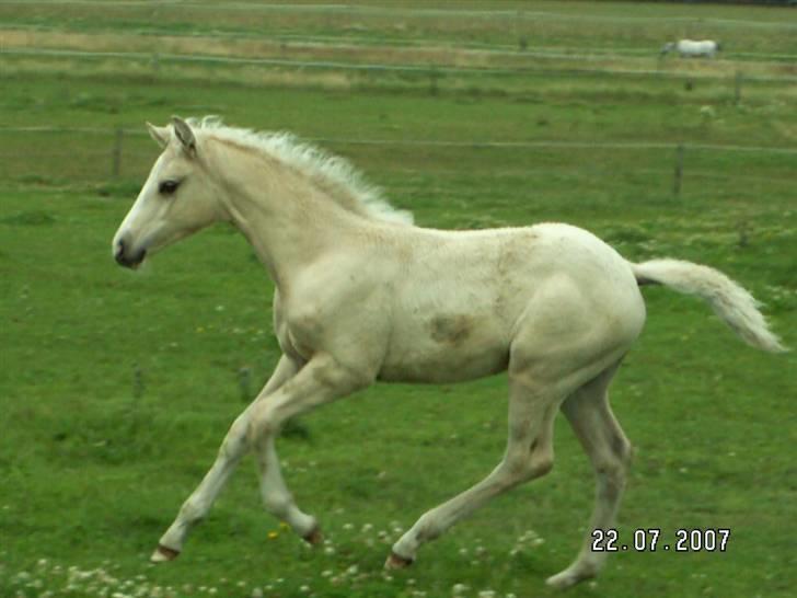 Palomino Lysgaards Manon billede 8