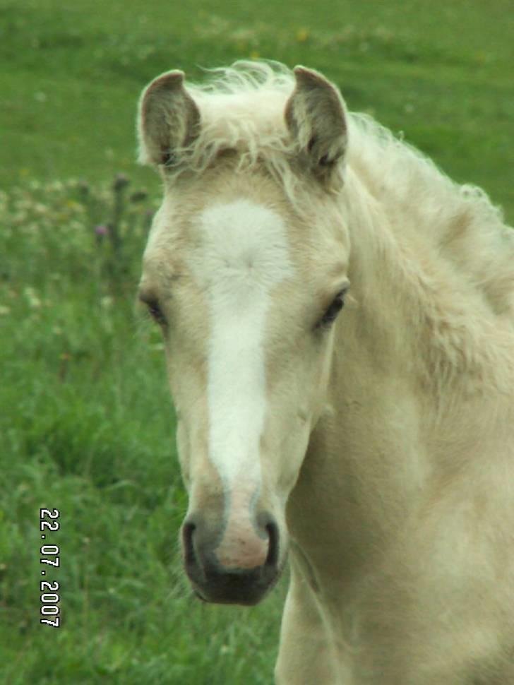 Palomino Lysgaards Manon billede 9