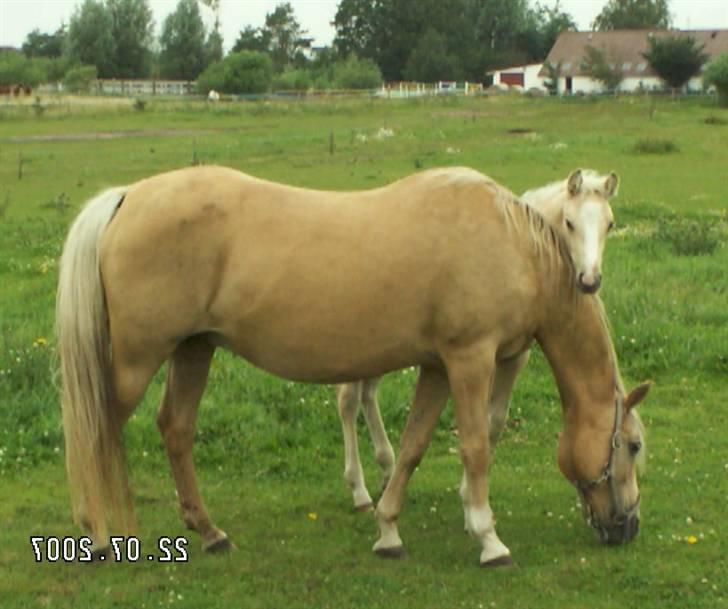 Palomino Lysgaards Manon billede 10