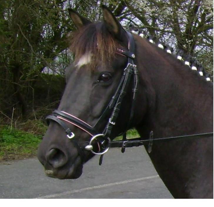 Anden særlig race Felicity solgt ;( - ?? billede 1