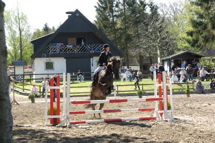 Anden særlig race Samba - desværre aflivet - Han er bare dygtig .. billede 2