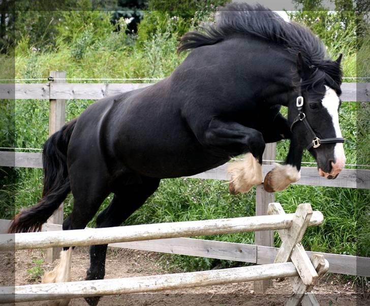 Irish Cob Crossbreed Morrigan STER & CHAMPION - # 17 billede 16