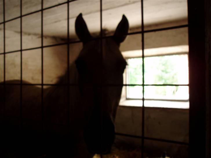 Anden særlig race R.I.P. Blondie ll - i boksen. billede 7