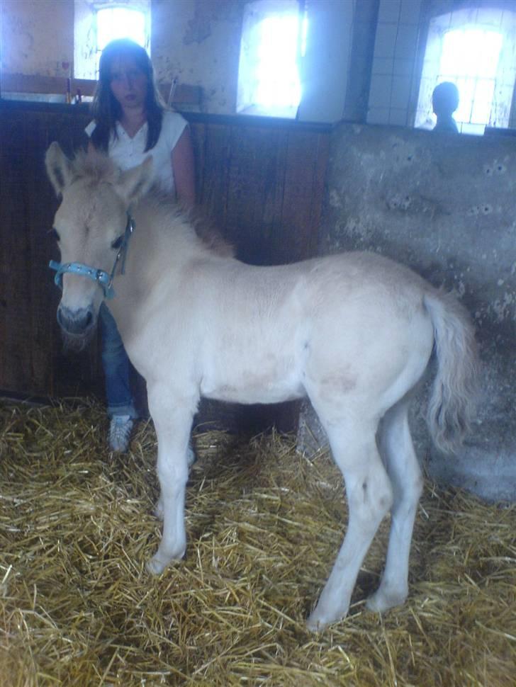 Fjordhest Puk Lynghøj - Hey?? billede 11