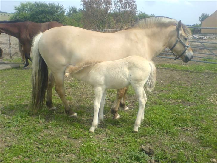 Fjordhest Puk Lynghøj - Sulten ! billede 12