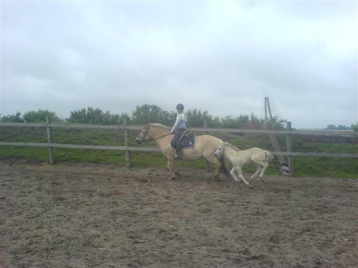 Fjordhest Puk Lynghøj - Hwee billede 13