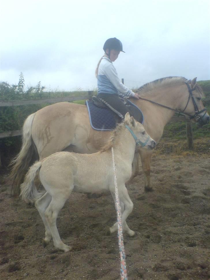 Fjordhest Puk Lynghøj - Vildbassen billede 14