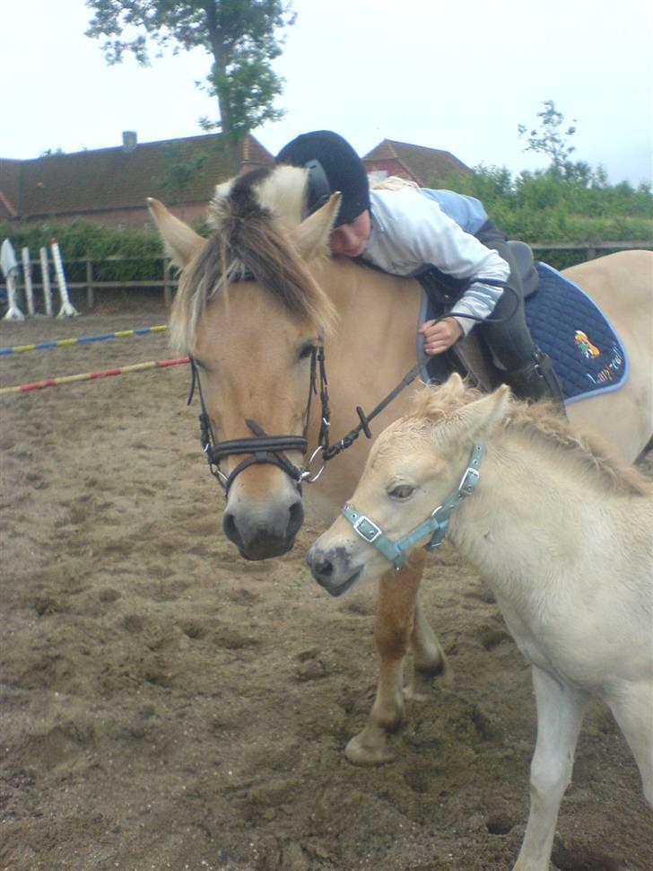 Fjordhest Puk Lynghøj - Vi er nogle være hygge trolde os 3! billede 15