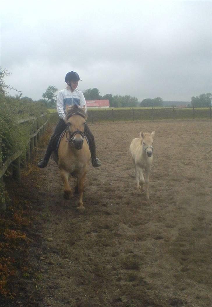 Fjordhest Puk Lynghøj - Her kommer mig, Mette og mor.. billede 16