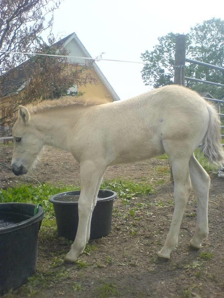 Fjordhest Puk Lynghøj - Står jeg skævt? Nej da ! billede 17