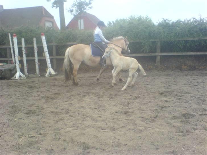 Fjordhest Puk Lynghøj - Som sagt Vildbasse ! billede 18