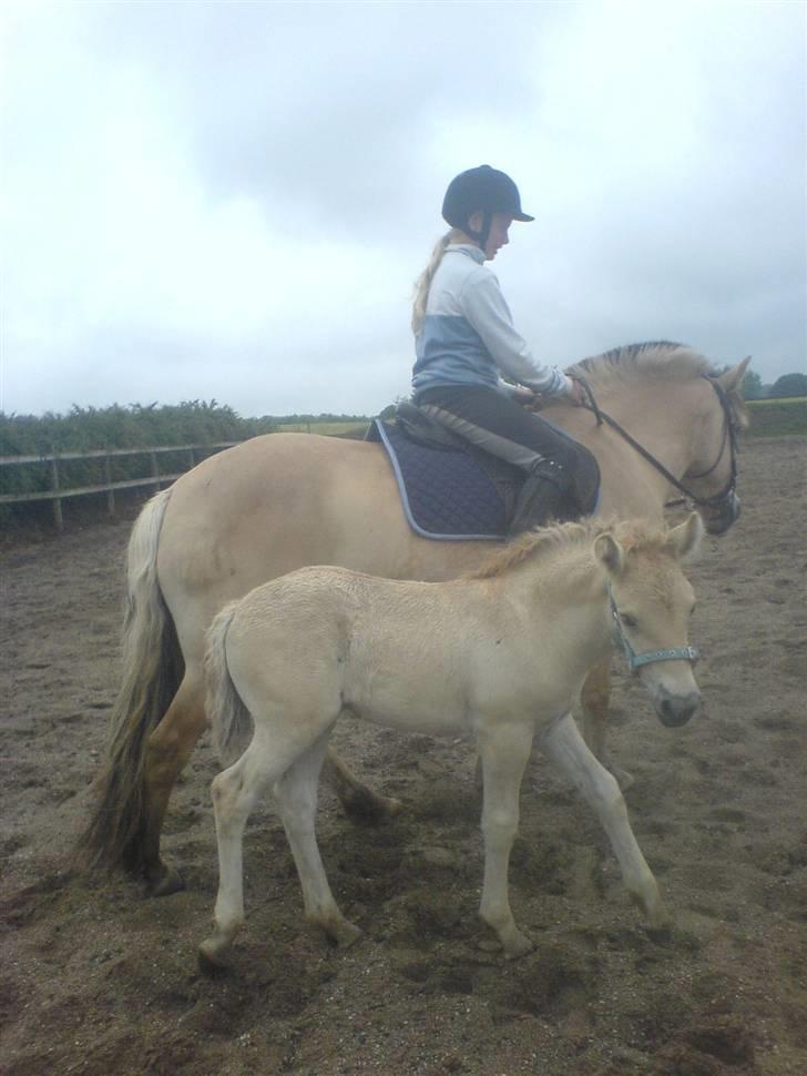 Fjordhest Puk Lynghøj - Valgte lige at jeg ville irretere fotografen, istedet for mor.. billede 19
