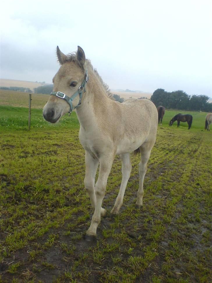Fjordhest Puk Lynghøj - Så smuk er hun! <3 <3 billede 20